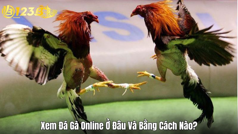 Cách Xem Đá Gà Online Tại Hệ Thống Cá Cược Của 123B Xem Đá Gà Online Ở Đâu Và Bằng Cách Nào?