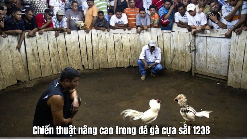 Chiến thuật nâng cao trong đá gà cựa sắt 123B