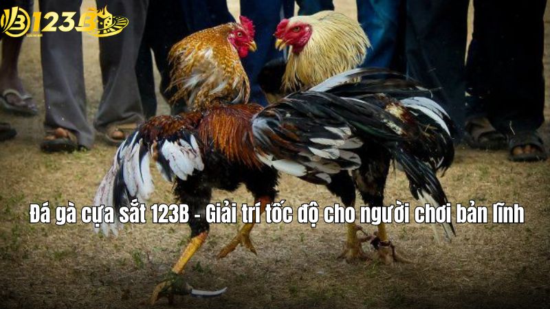 Đá gà cựa sắt 123B – Giải trí tốc độ cho người chơi bản lĩnh